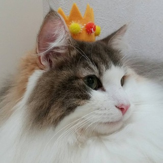 KittyDumper Support logo