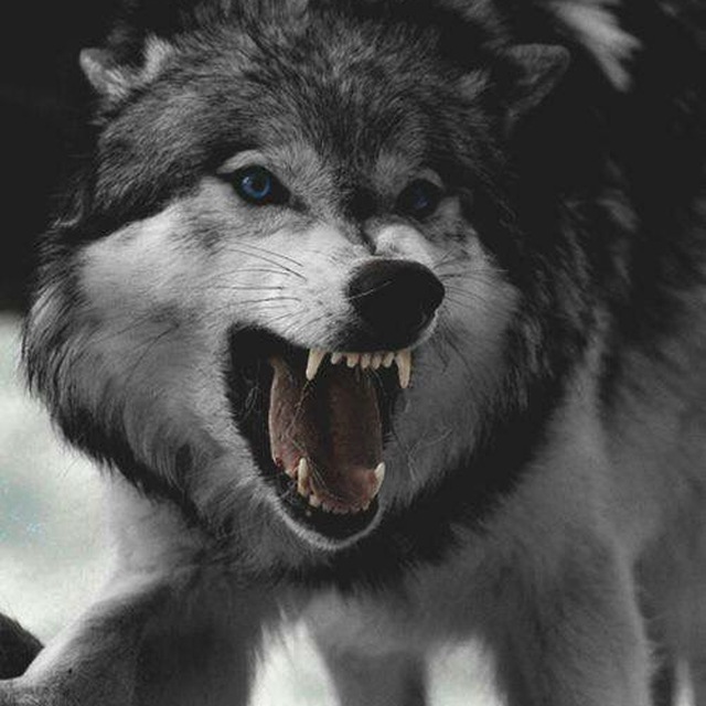๖ۣۜλℓթસવ🐺🥀🔥 logo